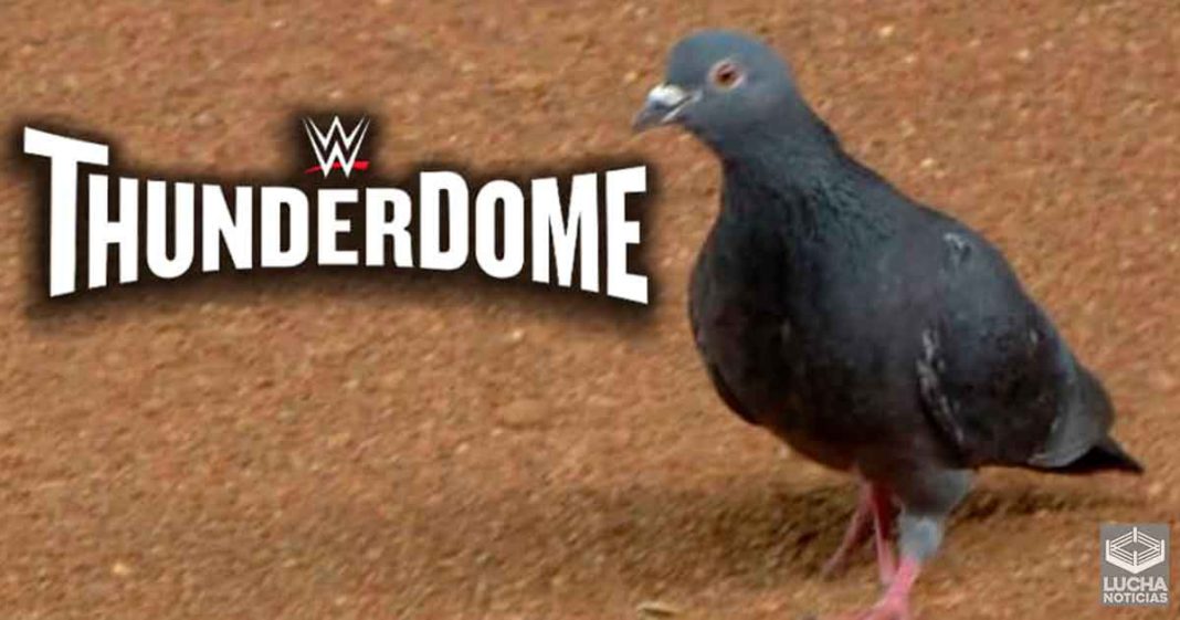 WWE tendría un problema con las palonas en el campo Tropicana